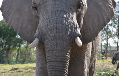 Update: 2 sides to elephant cruelty story